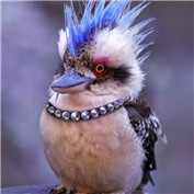 Punk-A-Pet