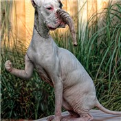 Frankenpets 4