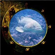 Underwater View — frank1956