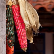 Weird Cobs of Corn — kadpm