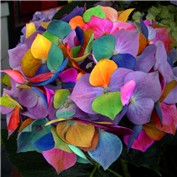 Colofrful Flower — CrystalAura