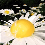 flowegg — BrunoSousa