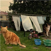 Here  kitty kitty... — paperdreamers