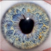The apple of my eye — geckis