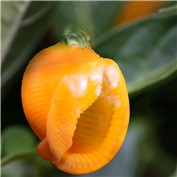 Scotch bonnet sea shell and scotch bonnet  chilli pepper — Disco
