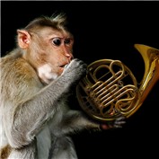 Monkey Business — anavrin2009