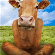 Daisy Cow — Larssonpsd