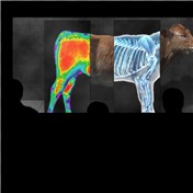 Studied Beef — Zeal0t
