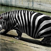 Hippo Zebra Style — brunosm