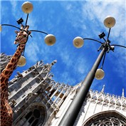What Giraffe??? — davidowens