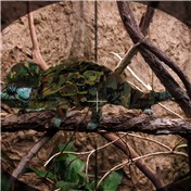 What Chameleon? — mmizerik