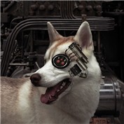 There is no place for lassie in here.. — kjeek