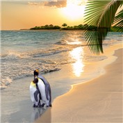 Penguin Honeymoon — Shorra
