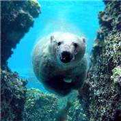 polar bear in paradise — JohnDoeIII