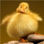 Obeastity 4
