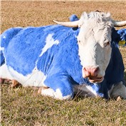 Blue Moo — ianrodenhuis