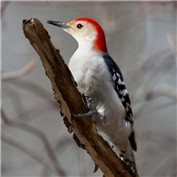 Woodpecker — Tyeise