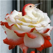 Rosy nest — Tyeise