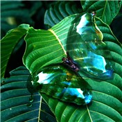 Bubblefly — amalmansy