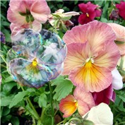 Pansy — Tyeise