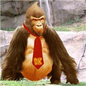 Donkey Kong — PeterAAAWelch