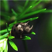 Rhyno Beetle (lady Rhyno) — Daddysharky