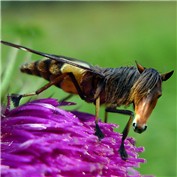 Horse-fly — buchu