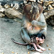 Fly Monkey — DragonTat7