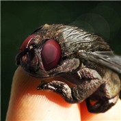 Fly + frog = flog! — NynaO
