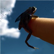 afraid of flying — bridges