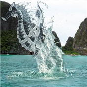 Sea Horse — ivanildo