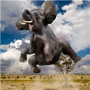 Levitations 11