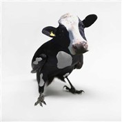 HOLY FLYING COW — Im_refuelin