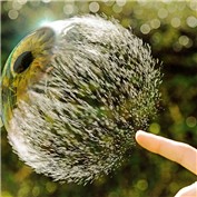 Eye Bubble  — vipez666
