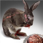 Zombunny — Solipse1
