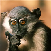 Grenade Monkey ready to strike — vipez666
