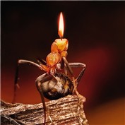 Ant — Manosart