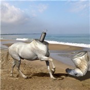 Caballo Blanco — getuchito