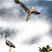 wingss — Rajeray