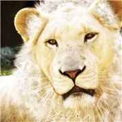Dande-Lion — MissRaten