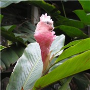 Ginger Parrot — frank1956