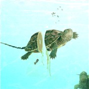 Lemon Turtle — PSHoudini