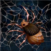 Spider — dragonka