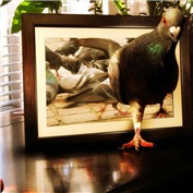 pigeon — dimorules