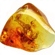 Spiders trapped in Amber — Nergal