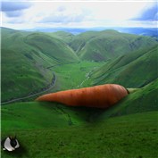 carrot valley — oconn444