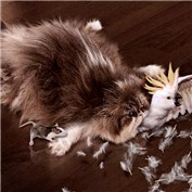 Fat Hungry Cat — chanmart