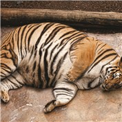 Obeastity 5
