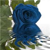 The Blues 4
