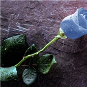 Blue Rose — Errorquetzal